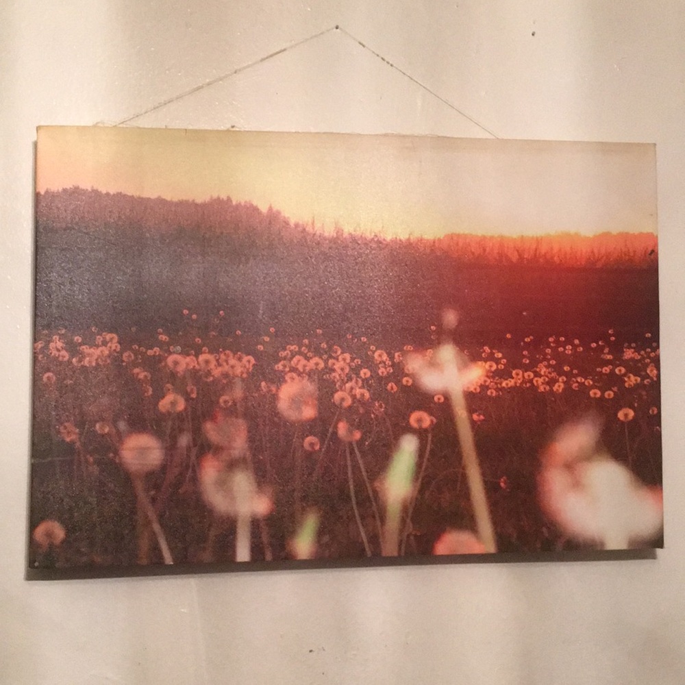 Urban  outfitters dandelion paradise